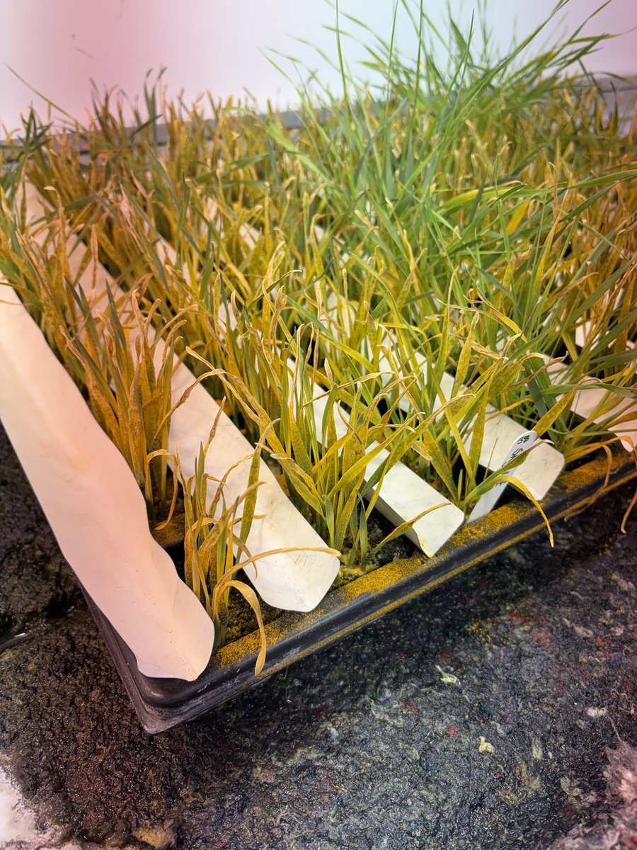 Great day at <a href="/niabgroup/">Niab</a> Cambridge today to see official seed testing and field trials for new crop varieties <a href="/DefraGovUK/">Defra UK</a> <a href="/APHAgovuk/">APHA</a>