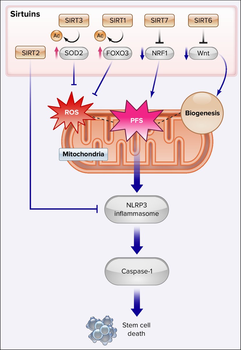 Physiology (APS Journal) (@physiol_journal) on Twitter photo 🆕Review from <a href="/physiol_journal/">Physiology (APS Journal)</a>, Regulation of Stem Cell Function by NAD+
Yufan Feng, et al.
ow.ly/rywr50VTaNp
#aging #stemcells 🆕Review from <a href="/physiol_journal/">Physiology (APS Journal)</a>, Regulation of Stem Cell Function by NAD+
Yufan Feng, et al.
ow.ly/rywr50VTaNp
#aging #stemcells