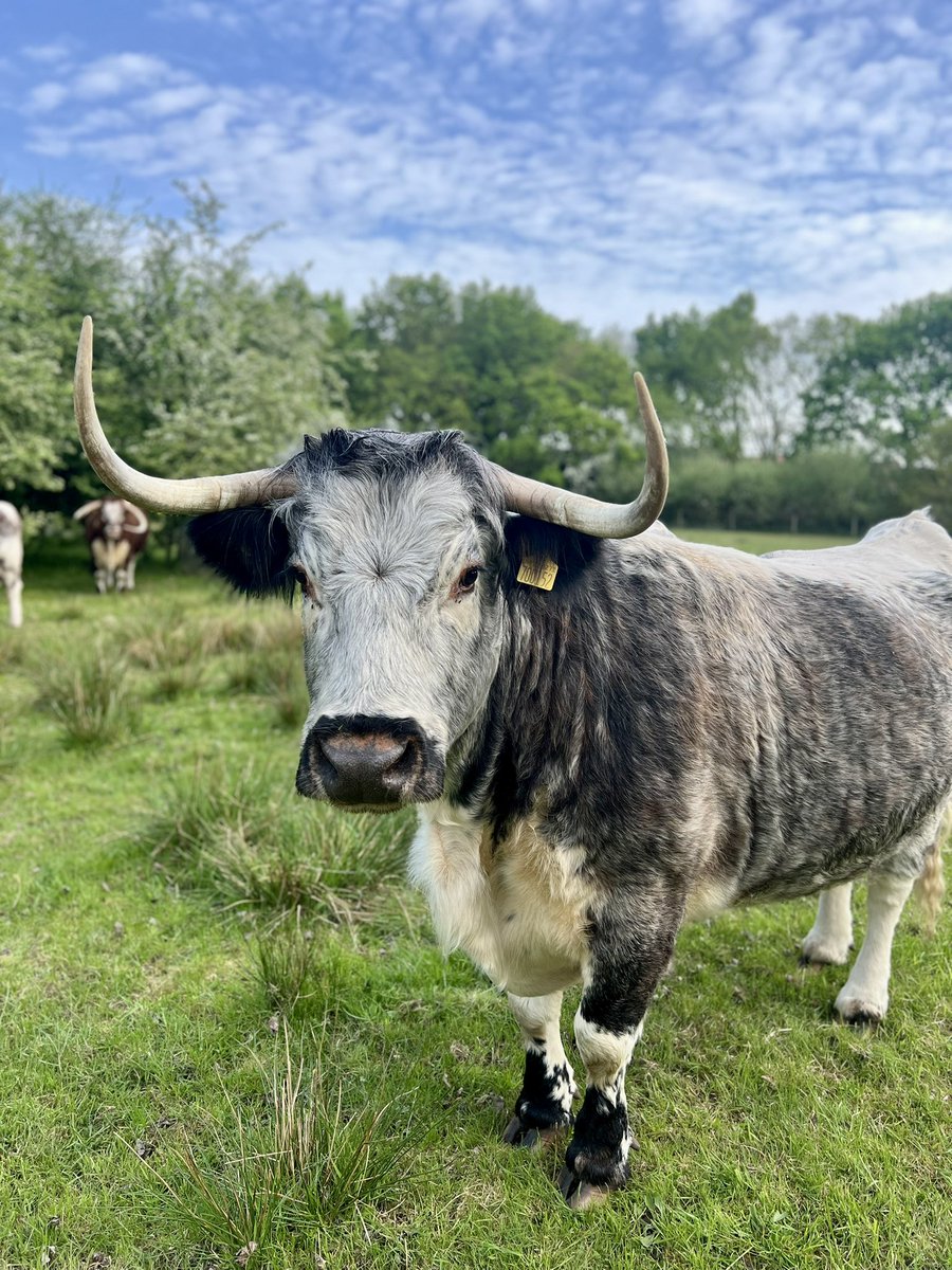 Not seen our Longhorns 🐮 in a while?

The cows are currently grazing wet meadows behind the scenes, but will be heading to the Wensum Wetland within the next month - we’ll keep you updated… 

#ConservationGrazing #NatureReserve