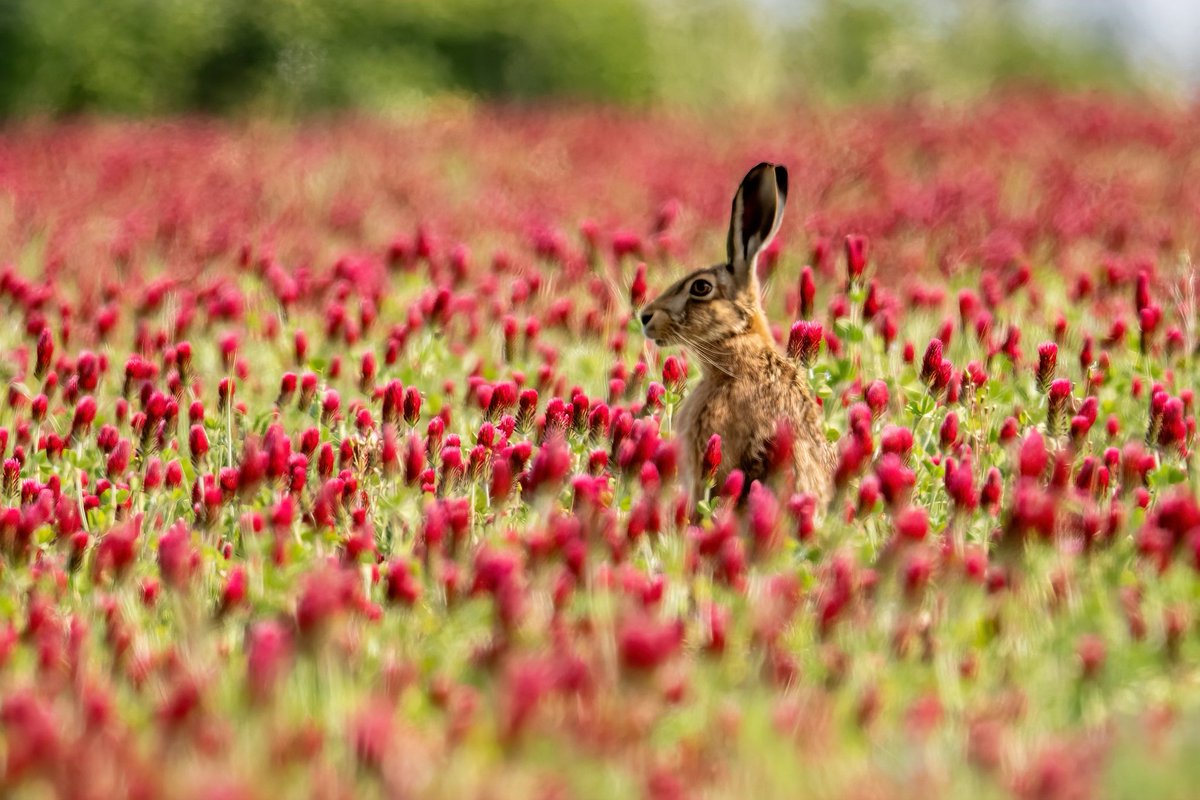 Sue Wood tweet media