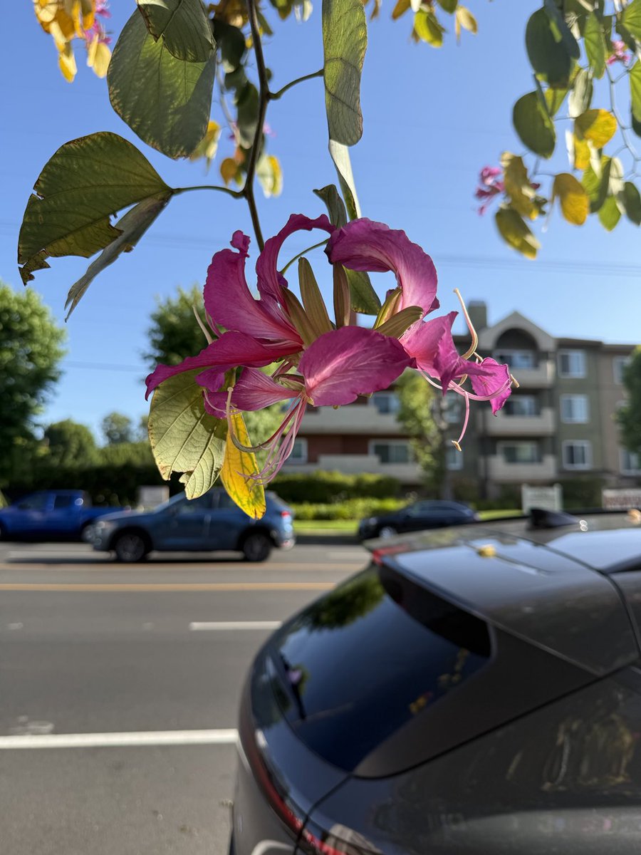 Bauhinia street side in LA. A largely tropical genus