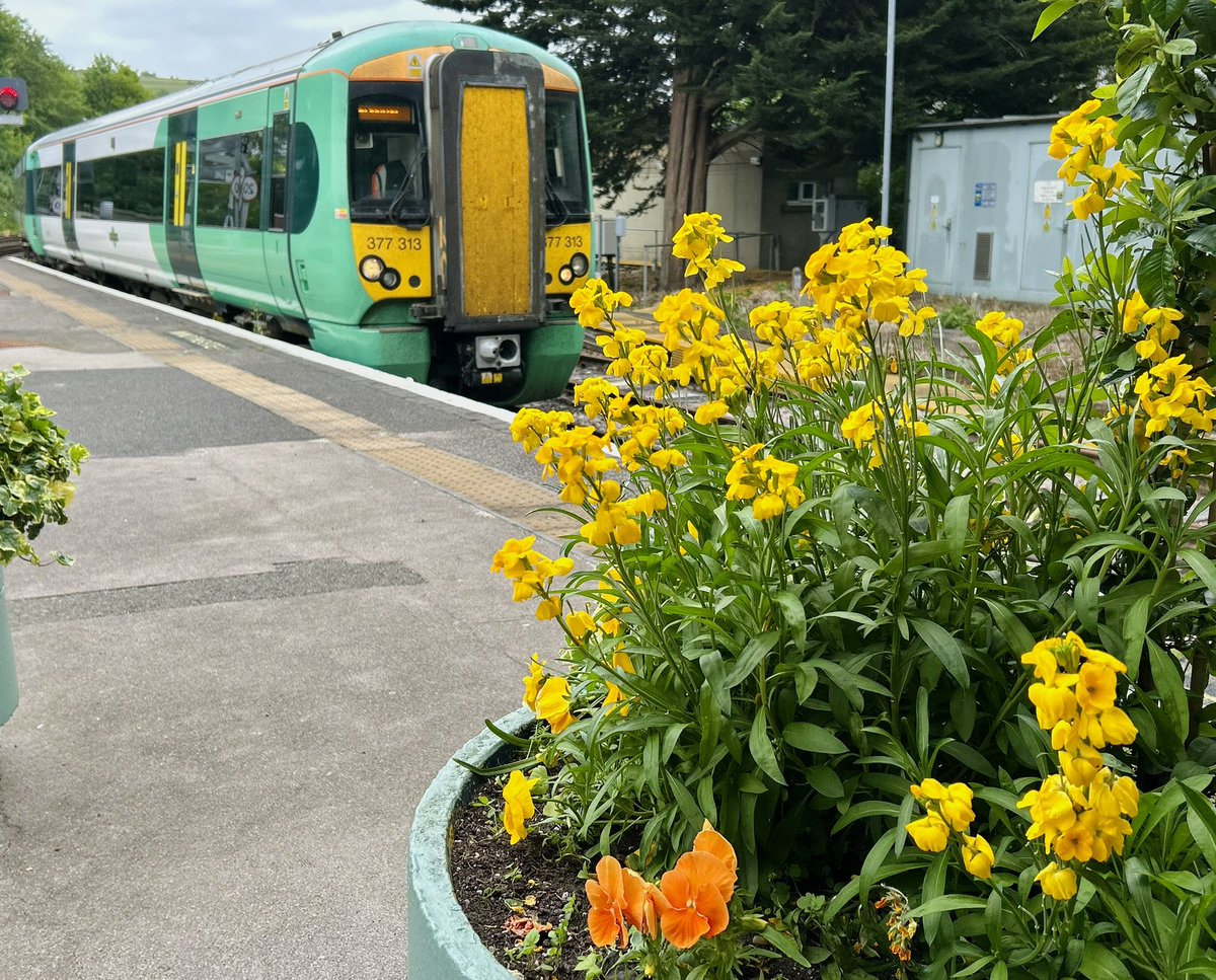lukehouse313's tweet image. Southern 377313 With The Flowers 🌺 At Lewes @SouthernRailUK