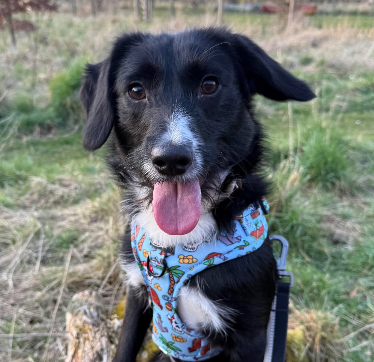 Hello there my name is Jake and I am a year old. I can't really remember much about my past but all I want is a place I can call home.
For more information, please visit the link:
bordercollietrustgb.org.uk/rehoming/how-d…

#rescuedog #bordercollie #colliesupportscheme #adoptadog