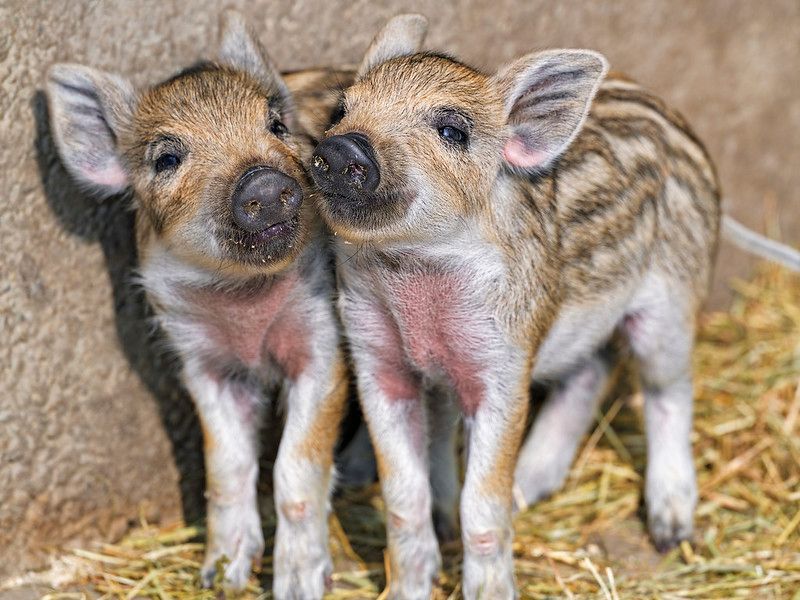 ForceChange tweet media