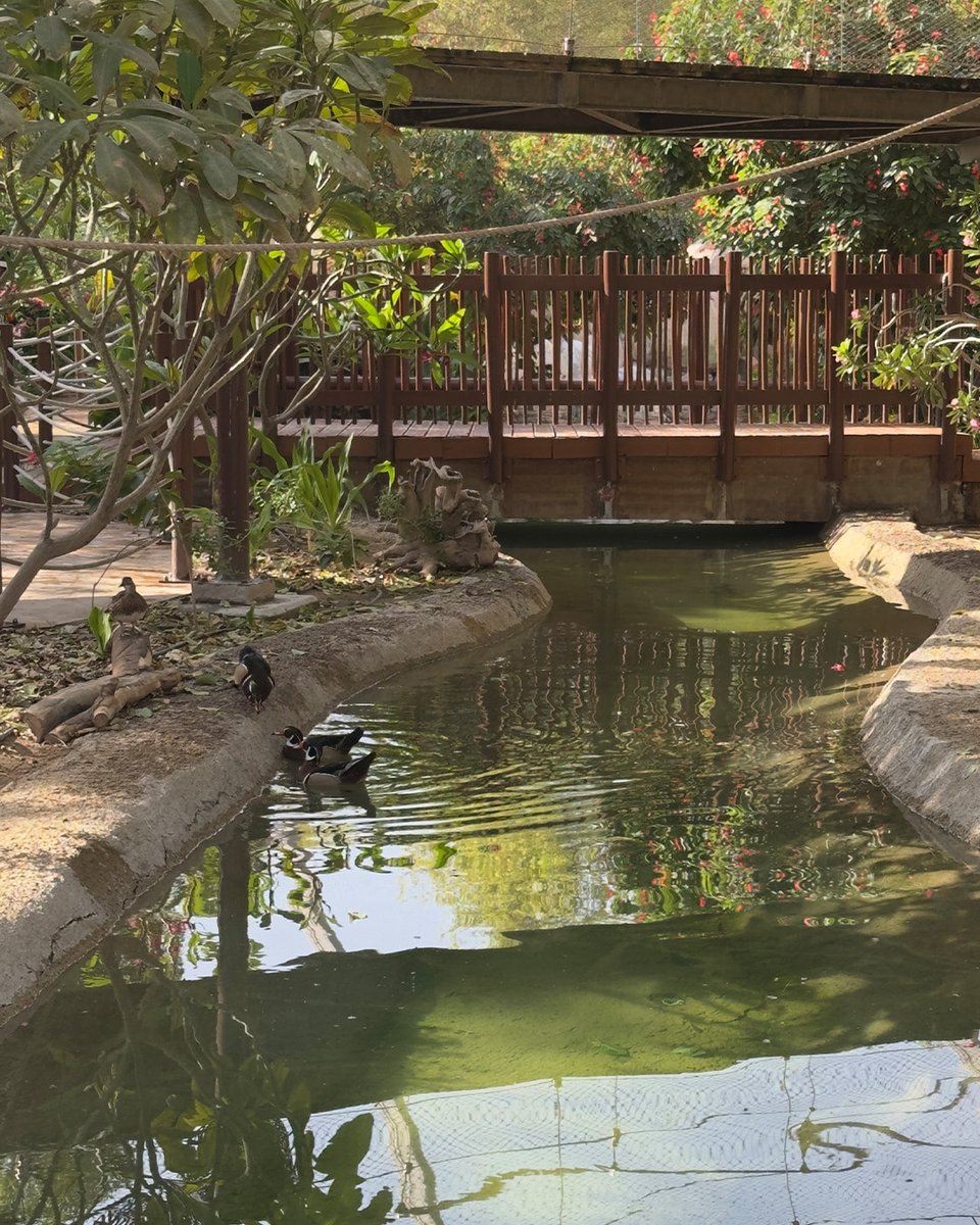 MAT FILTRATION TECHNOLOGIES (@mat_lss) on Twitter photo A Quick Visit to <a href="/SafariParkdubai/">Safari Park Dubai</a> 🦛
It’s not just cleaning — it’s full operational support to ensure animal welfare, safety & comfort.
#MATZoos handles everything from water quality & hygiene to system checks & climate control.
#WildlifeConservation #WhatTheMATisGoingOn? A Quick Visit to <a href="/SafariParkdubai/">Safari Park Dubai</a> 🦛
It’s not just cleaning — it’s full operational support to ensure animal welfare, safety & comfort.
#MATZoos handles everything from water quality & hygiene to system checks & climate control.
#WildlifeConservation #WhatTheMATisGoingOn?
