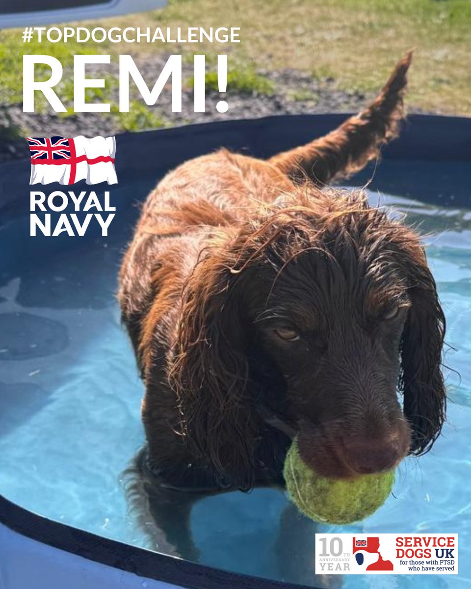 ServiceDogsUK's tweet photo. Introducing Remi, a real sweetheart ๐พ
Remi is representing the #RoyalNavy for our #TopDogChallenge! ๐ฌ๐ง
Sheโs very affectionate and loves being around others โค๏ธ
Here she is taking a refreshing dip in the pool with her ball ๐พ
Support Remi ๐ https://t.co/0wk4jVvwiq https://t.co/llDpNj8g7f