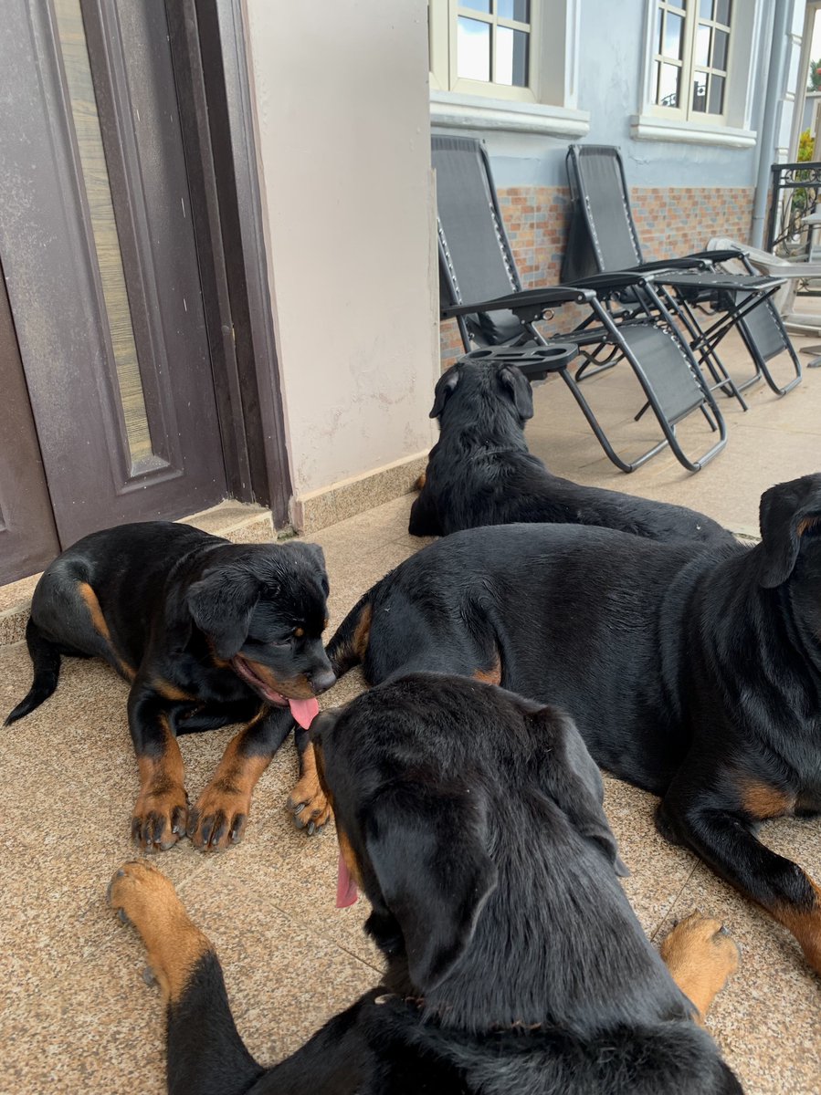 Rottweiler is the breed 🐕‍🦺
Black &amp; tan is the color 🖤🤎 
Posh Mo is the influencer 📌