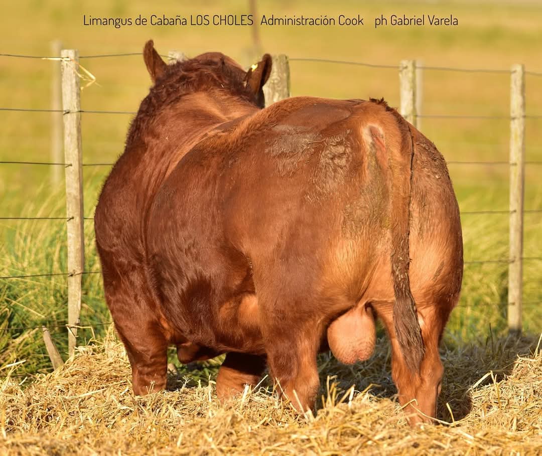 Toro Limangus de Cabaña LOSCHOLES de Administración Cook 
Para el Remate "Selección de Otoño" 
26 de junio desde las 14:00 hs en Estación Ombú 
Coronel Suárez 
Sin gastos para el comprador.