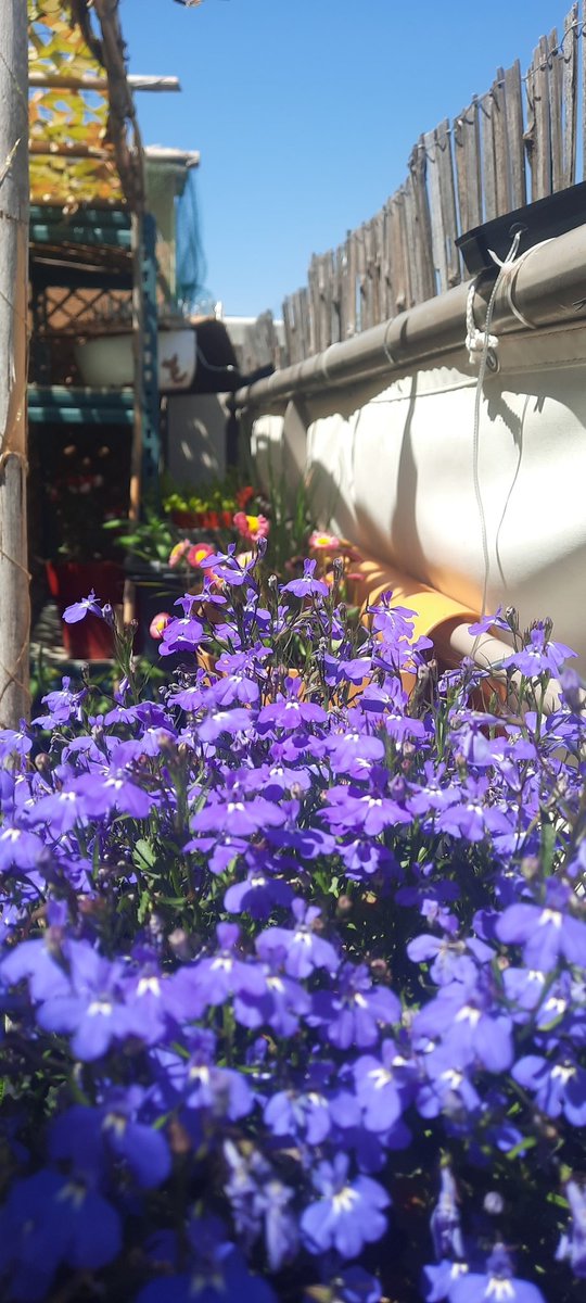 HsHFrance's tweet photo. Et sur votre balcon ? Comment est-ce ? https://t.co/SYHIBqs9TV