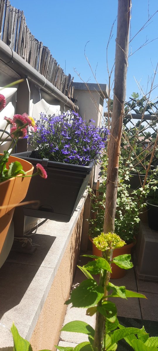 HsHFrance's tweet photo. Et sur votre balcon ? Comment est-ce ? https://t.co/SYHIBqs9TV