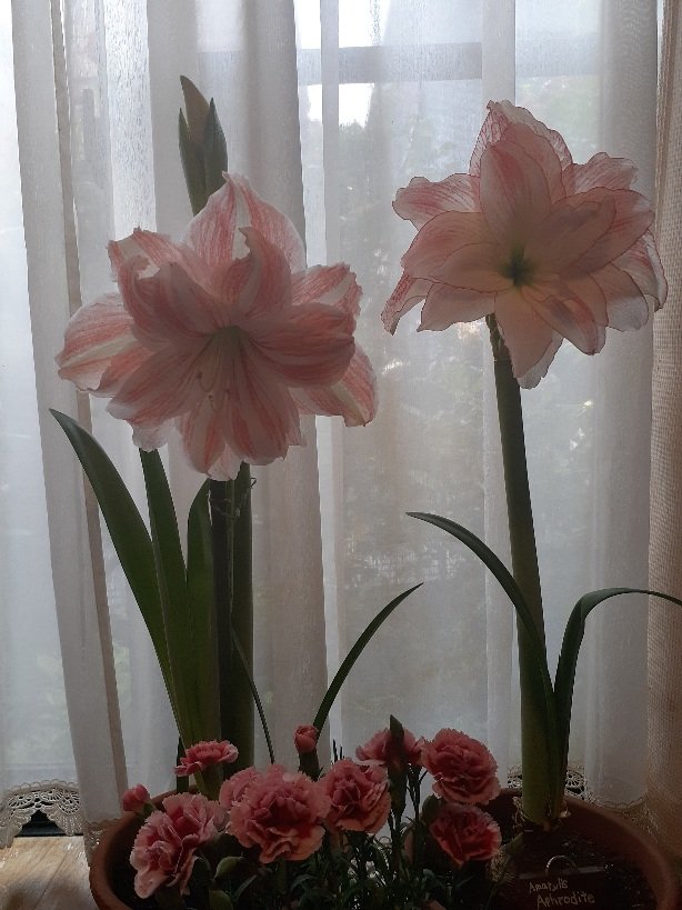 AsajiuPvtGarden's tweet image. アマリリス、起こすの遅れちゃったのに、もう咲いてる。
#DancingQueen
#Aphrodite
#Amarylis
