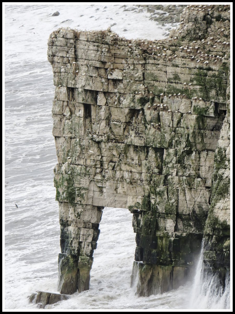 Bempton Cliffs RSPB