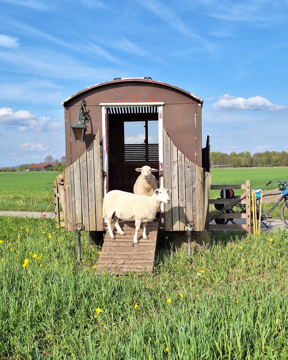 🐑  Nieuw leven op Warmonderhof. Wat een prachtig plaatje, de schapen van akkerbouwer Florian hebben lammetjes! Wist je trouwens dat dit zelfruiende schapen zijn? Ze hoeven dus niet geschoren te worden
#voorjaar #warmonderhof #dronten #wateenplaatje #lammetjes