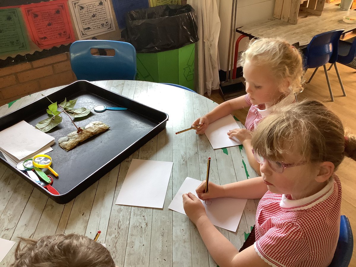 ClassRAspull's tweet image. We are drawing and labelling our bean plan independently! #acpseyfs