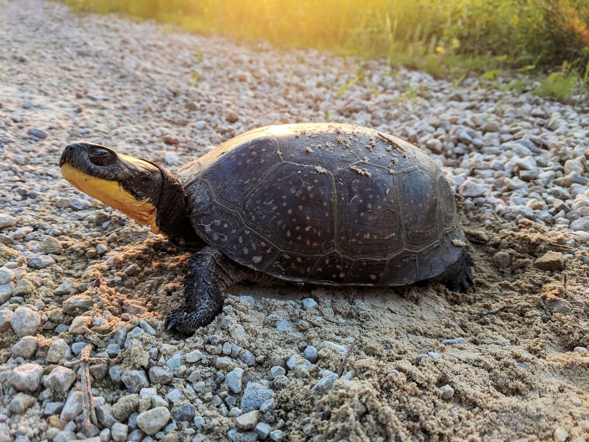 It's hard not to smile when you see the bright yellow chin and throat of a Blanding's turtle. It's even more impressive to realize that she's laying eggs - something they don't do until they reach 16-20 years old!

📷 Courtney Celley/USFWS