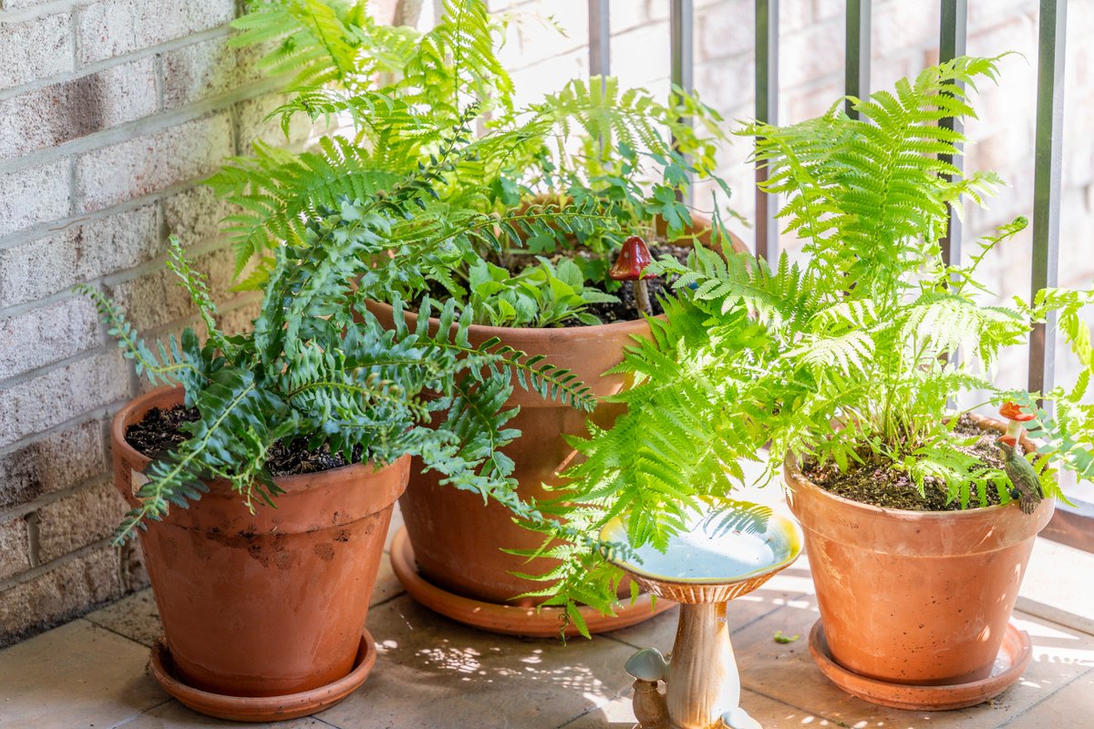 Creating a native plant container garden has a lot of benefits ⏬ 
💸 Being cheaper since many native plants can overwinter
🦋 Supporting wildlife like butterflies, bees, and birds

Learn more helpful tips 📲: ow.ly/hqPs50VRVyn

All photos 📷: Tess Renusch