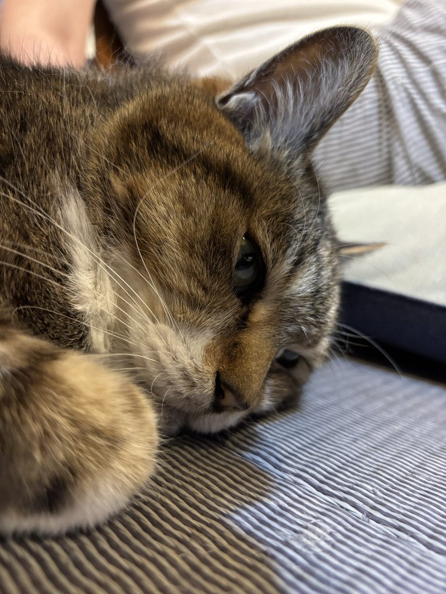 今日のまめ
＃猫のいる暮らし　＃猫のいる幸せ　＃猫　＃まめ