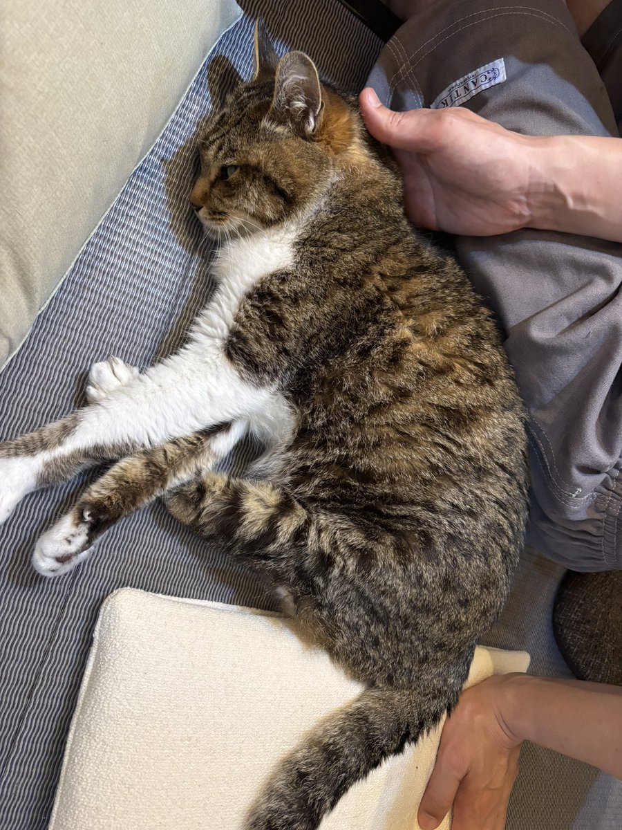 今日のまめ
＃猫のいる暮らし　＃猫のいる幸せ　＃猫　＃まめ