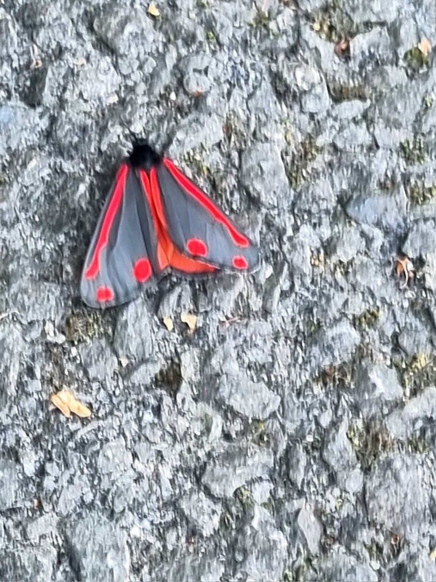 Today's vibe: courtesy of Avax  moth ✨️🔺️🫶