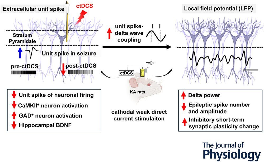 Journal of Physiology (@jphysiol) on Twitter photo Recent #Research by Chia-Chu Chiang (<a href="/CWRUBME/">CWRU Biomedical Engineering</a>) et al. observes that cathodal weak direct current decreases #epileptic excitability with reduced #neuronal activity and enhanced delta oscillations ⚡🧠
📜 Read it here: buff.ly/ZbIH2BV Recent #Research by Chia-Chu Chiang (<a href="/CWRUBME/">CWRU Biomedical Engineering</a>) et al. observes that cathodal weak direct current decreases #epileptic excitability with reduced #neuronal activity and enhanced delta oscillations ⚡🧠
📜 Read it here: buff.ly/ZbIH2BV
