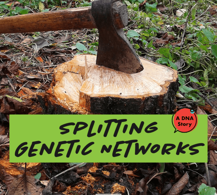 Stuck on a brick wall in your family tree? Splitting your genetic networks can reveal which side of the family your DNA matches come from, just like it did for one researcher who confirmed her 3x great-grandparents! Learn how in this blog post. loom.ly/WAHbS0o
#genealogy
