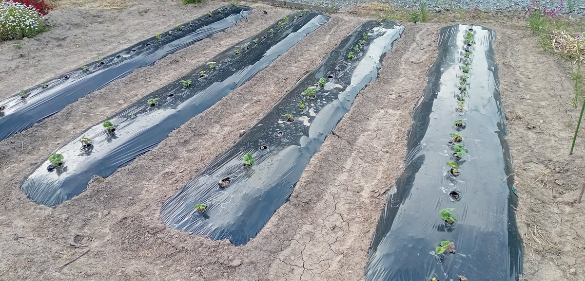 2025年5月15日（木曜日)我が家の菜園山！これは「金時豆」です。5月6日種蒔き、12日発芽、15日で9日経過。凄い勢いです🤩🤗今年はマメになるため豆3種（金時豆、小豆、黒豆)種蒔きします🤗