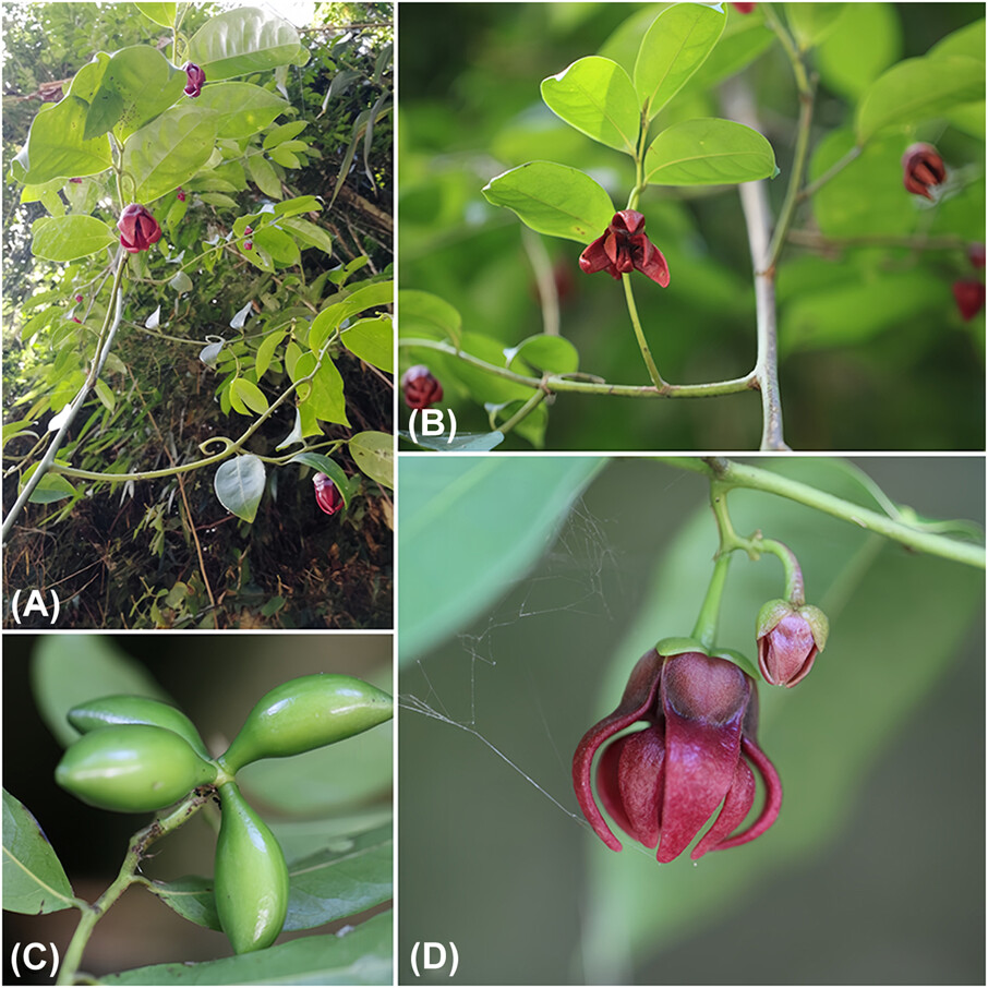 Nordic Journal of Botany (@nordicjbotany) on Twitter photo NEW PAPER: Artabotrys rubriflorus (Annonaceae), a new species from Yunnan China by Liu et al.
vist.ly/3n4du4j <a href="/NordicOikos/">Nordic Society Oikos</a> <a href="/WileyEcolEvol/">Wiley Ecology & Evolution</a> NEW PAPER: Artabotrys rubriflorus (Annonaceae), a new species from Yunnan China by Liu et al.
vist.ly/3n4du4j <a href="/NordicOikos/">Nordic Society Oikos</a> <a href="/WileyEcolEvol/">Wiley Ecology & Evolution</a>