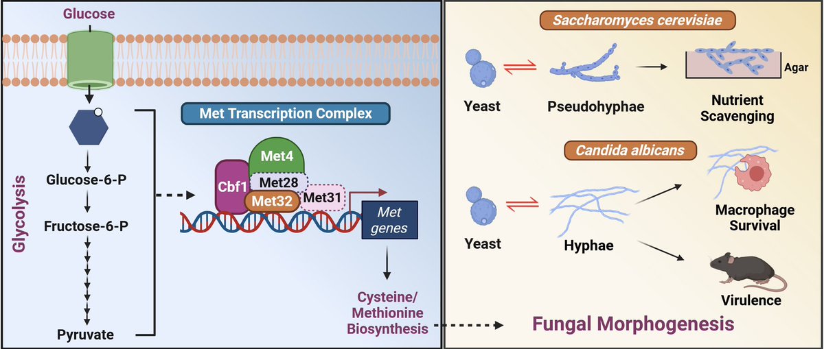 sriram_varahan's tweet image. π¨New Preprint Alertπ¨
Elated to share our first story from @ccmb_csir. We show, for the first time that glycolysis-dependent sulfur metabolism orchestrates fungal morphogenesis & virulence using #Bakersyeast #Candidaalbicans
Link: doi.org/10.1101/2025.0β¦
@dhrumishah99 ππ»ππ»