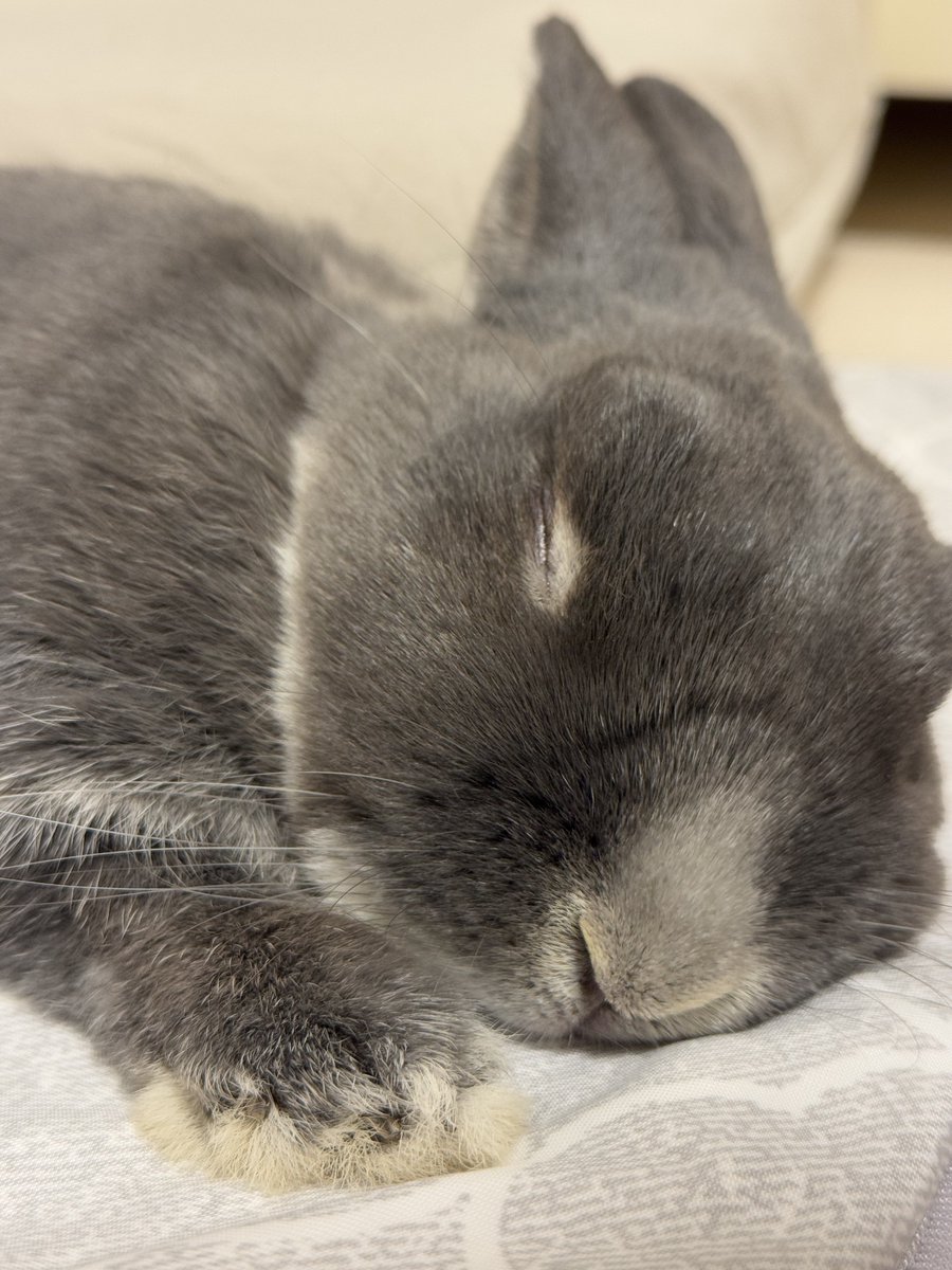 Nクール🐰ひんやりー