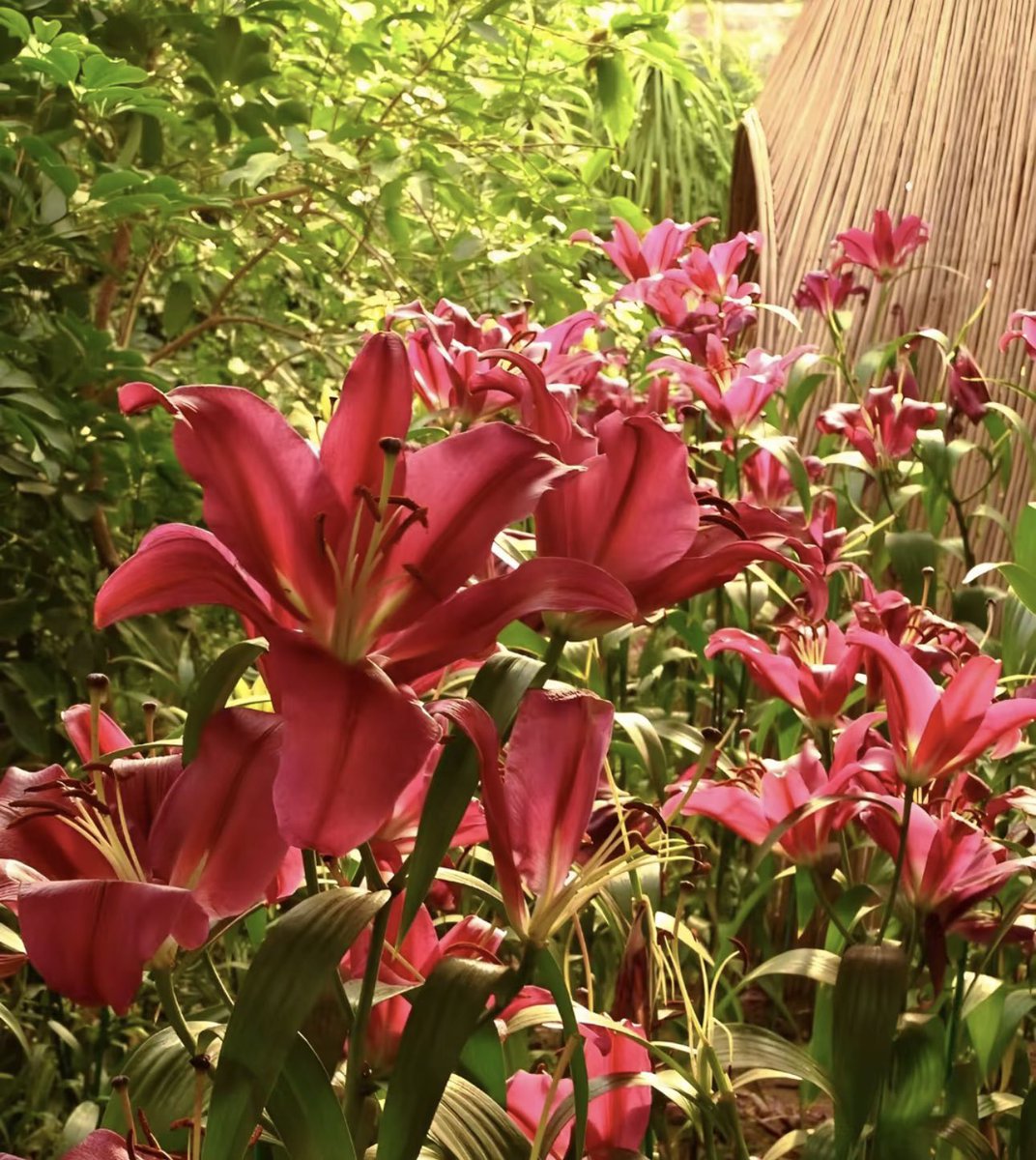 i3Moment's tweet image. Lilies