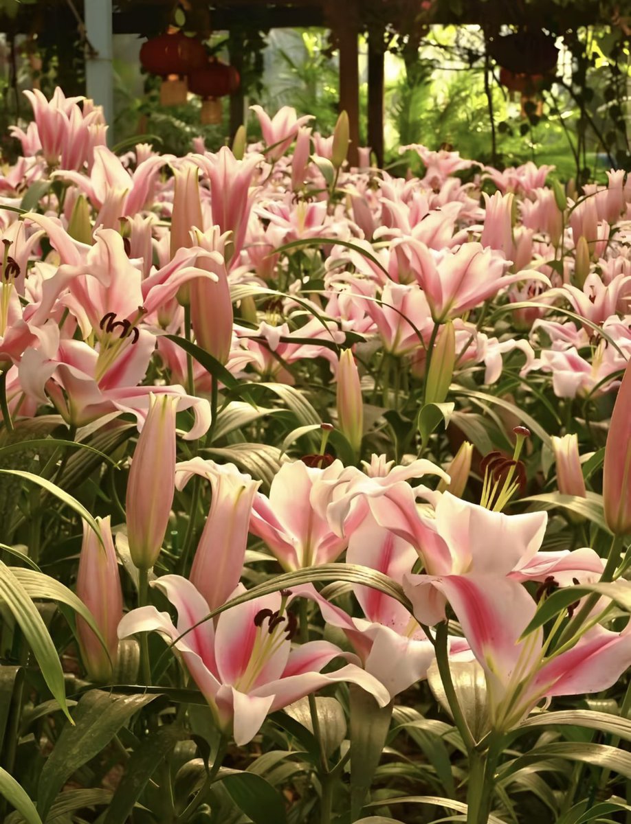 i3Moment's tweet image. Lilies