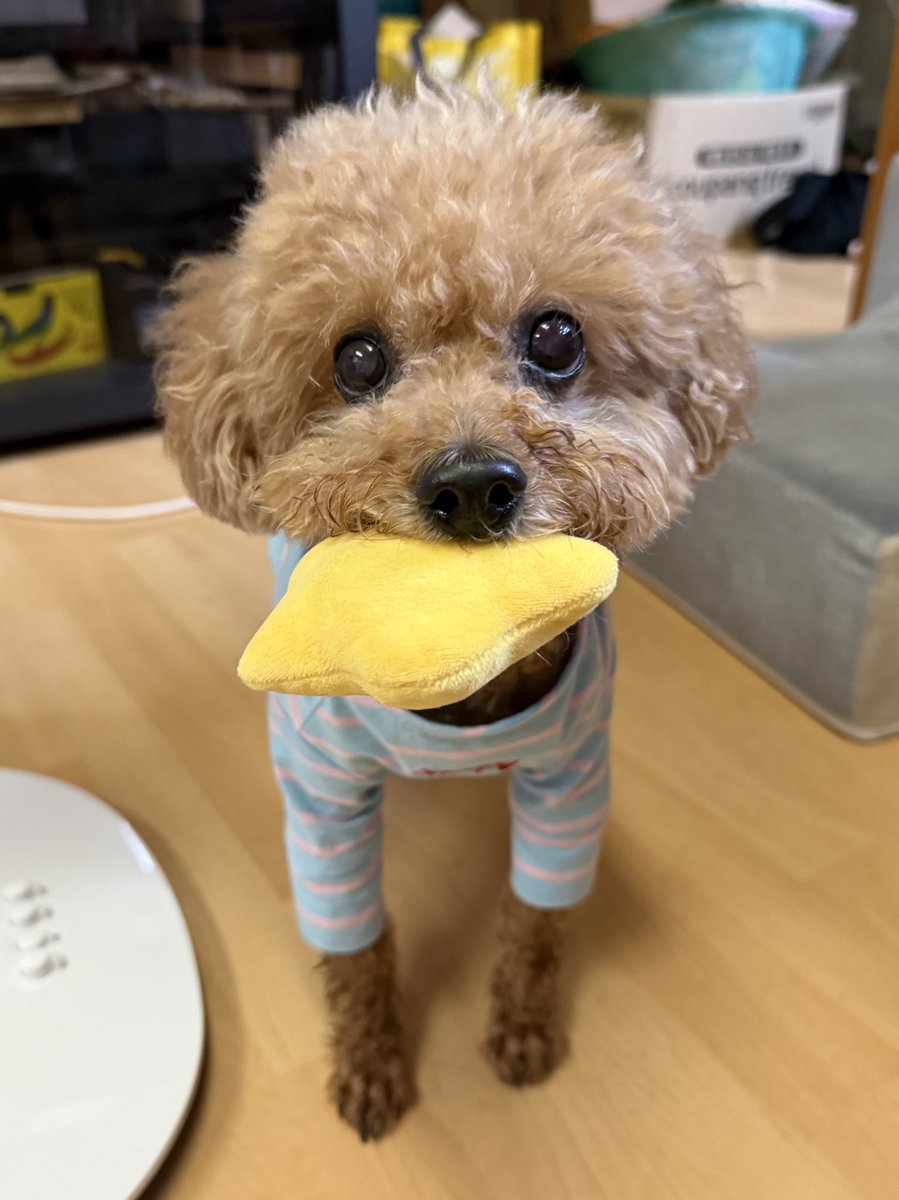 Mynameisbamm's tweet image. 나 : 언니를 위해 별따온거야?
밤이 : 던져