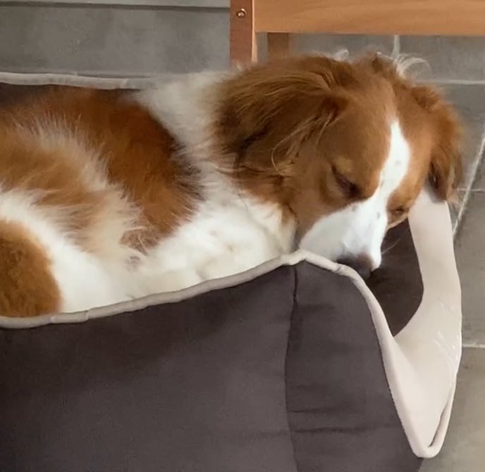 Ik had me voorgenomen deze week ter afleiding veel te gaan schilderen, maar het lukt me gewoonweg niet. Dobby lag er altijd bij. Hij was altijd helemaal ‘zen’ als ik aan het schilderen was.💔