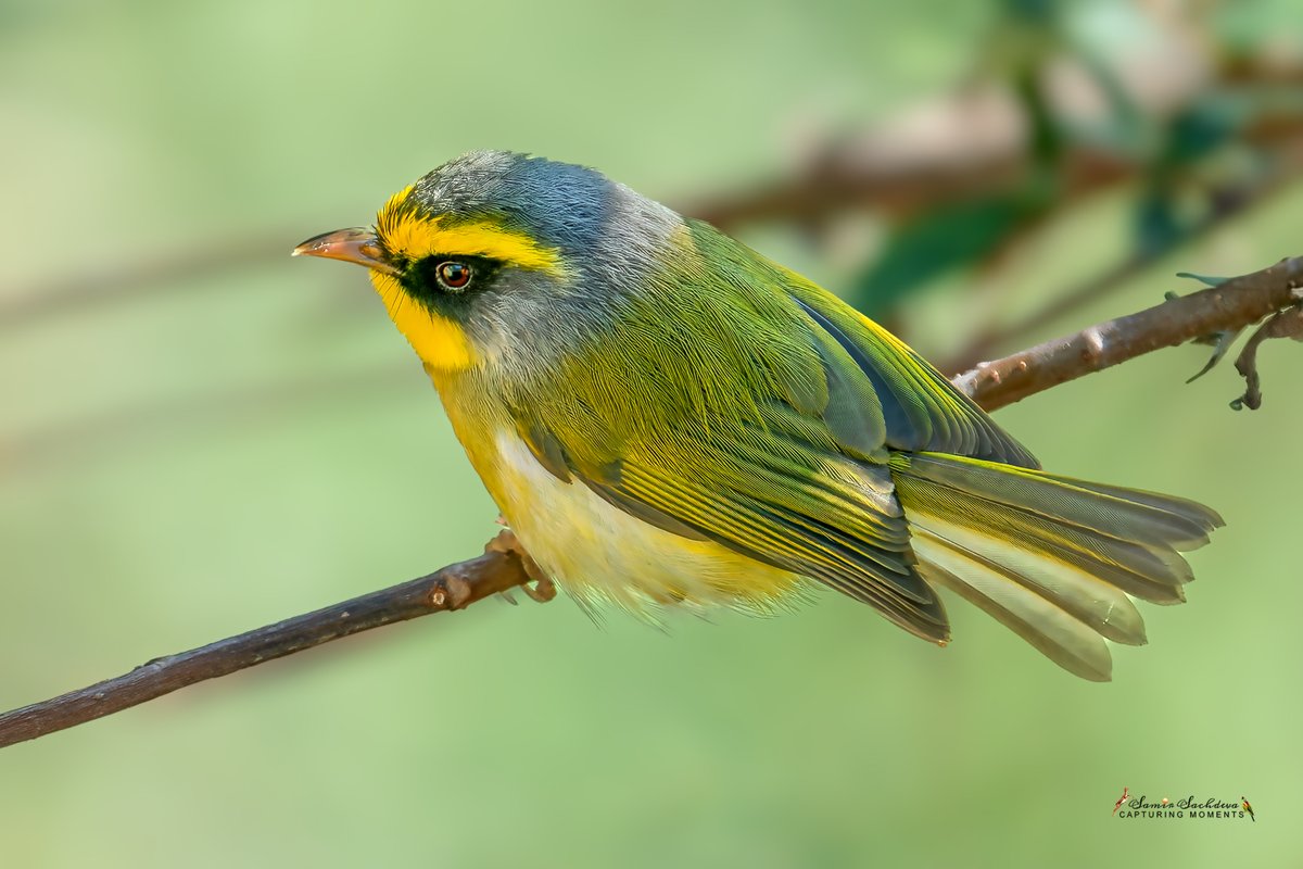 Ever tried photographing a warbler? You’d have better luck catching a sneeze in the wind. 
#BirdPhotography #Wildlife #NatureMagic #BirdTwitter #BirdsOfTwitter #BirdsOfTwitter #BBCWildlifePOTD #IndiAves #ThePhotoHour #blackfacedwarbler #BirdsSeenIn2025
