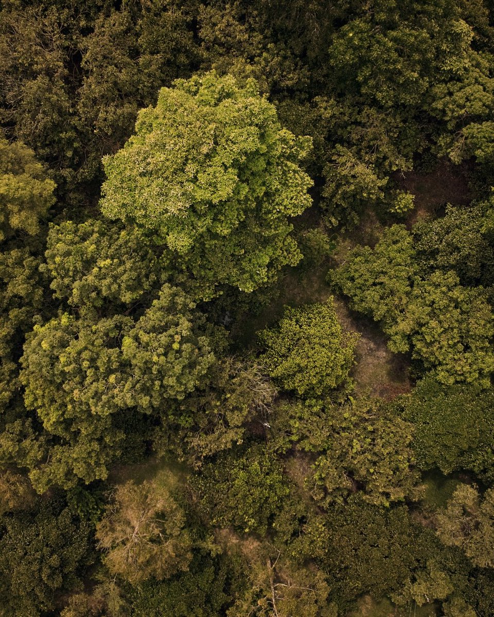 Thanks to abundant rainfall and fertile soils, mangosteen trees are a sight to behold—with glossy green leaves and delicate yellow-green flowers tinged with red.
When ripe, the orchards burst into a sea of deep purple, showcasing the deliciously juicy mangosteens.