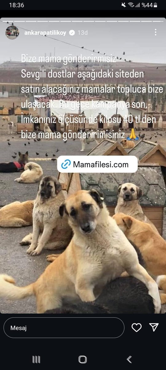 Bu mama firması patiliköy başk. Cananın özkardeşi adına, öz kardeşi adına mama firmasına size sürekli hayvanlar aç diye para attırdılar.

Hayvanlar kuru ekmek yerken, bu linkten atışan patalar kurdukları mama şirketine gitti, 10 kilo mama bile patiliköye gitmedi.