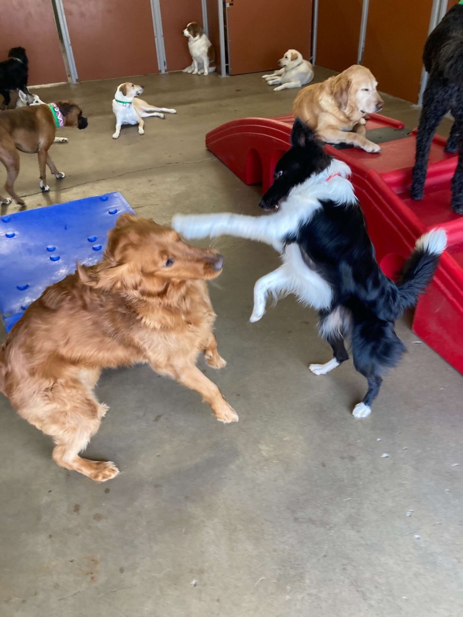 CampBowWowRoch's tweet image. 🐶💛 Some friendships are just meant to be — like these two who found each other at Camp! From first sniff to inseparable pals.
#BestFurFriends #CampBowWowLove #PawfectMatch #DoggyDaycareVibes #bestday