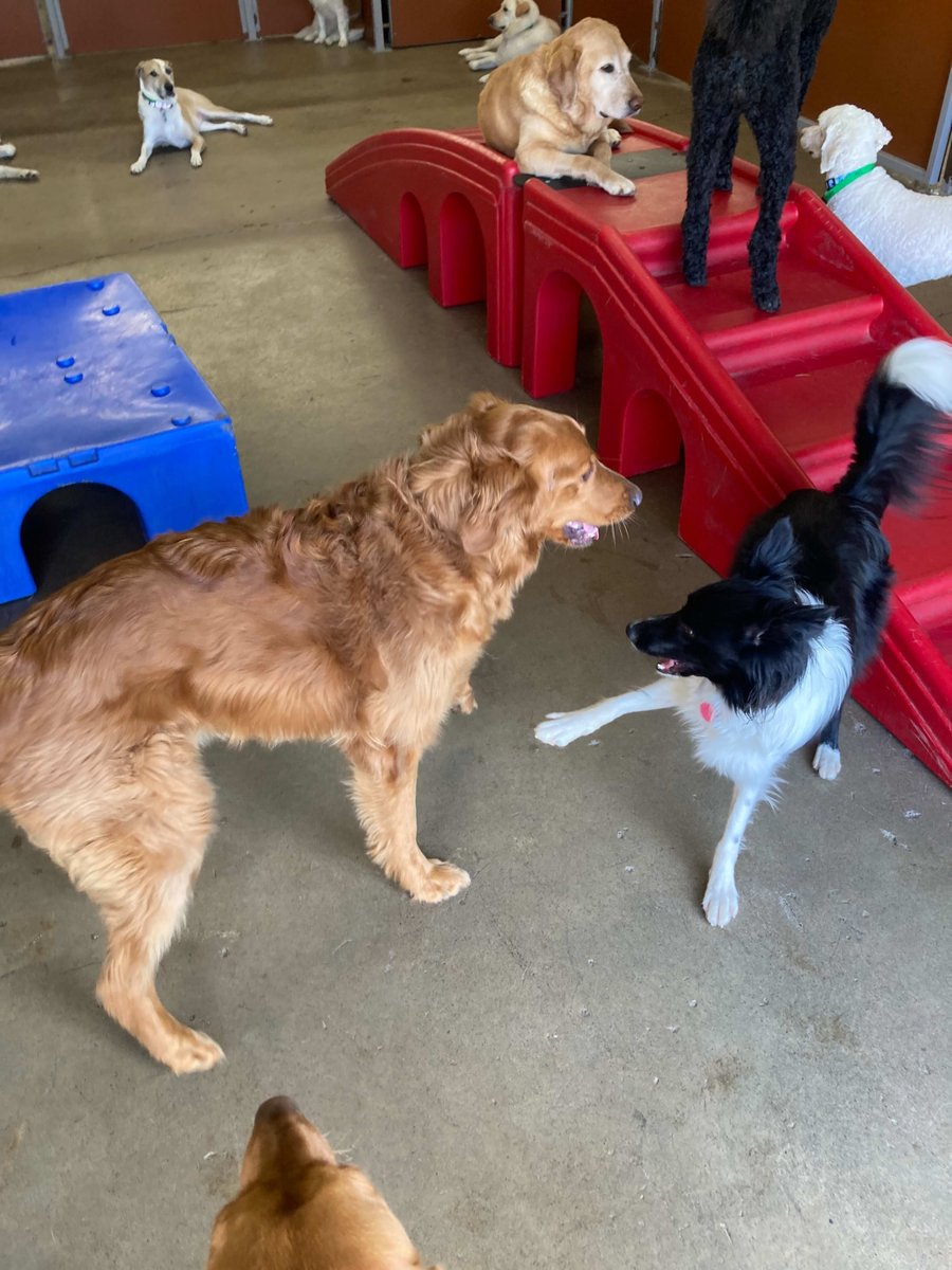 CampBowWowRoch's tweet image. 🐶💛 Some friendships are just meant to be — like these two who found each other at Camp! From first sniff to inseparable pals.
#BestFurFriends #CampBowWowLove #PawfectMatch #DoggyDaycareVibes #bestday