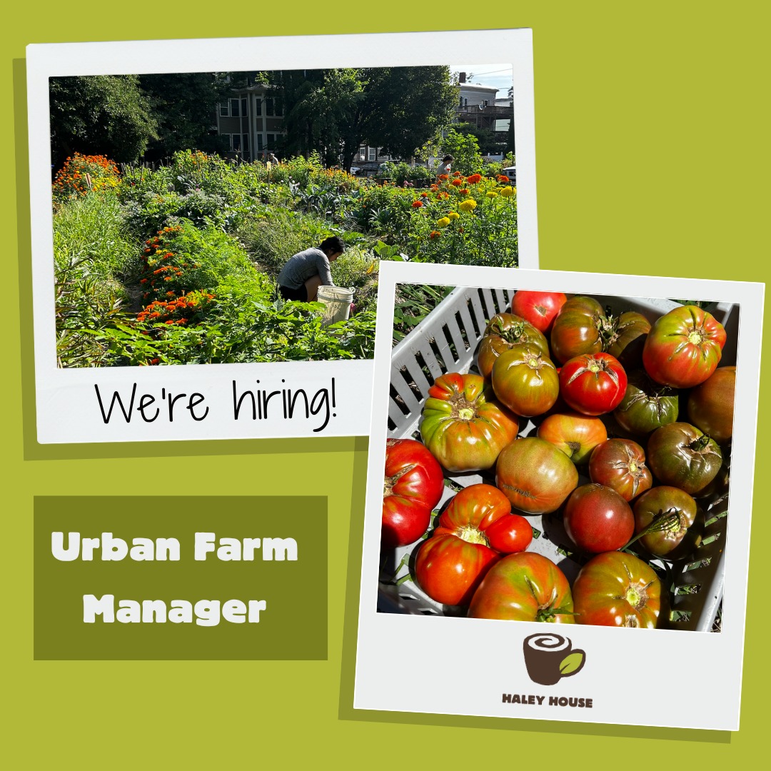 Haley House is hiring an Urban Farm Manager! The Urban Farm Manager will oversee farm operations, supervise seasonal staff &amp; teen farmers, lead educational programming, and more. Check out the job description and apply at haleyhouse.org/job-openings.

#HaleyHouse #UrbanAgriculture