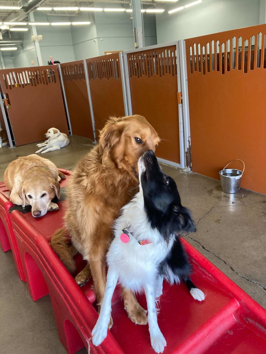 CampBowWowRoch's tweet image. 🐶💛 Some friendships are just meant to be — like these two who found each other at Camp! From first sniff to inseparable pals.
#BestFurFriends #CampBowWowLove #PawfectMatch #DoggyDaycareVibes #bestday
