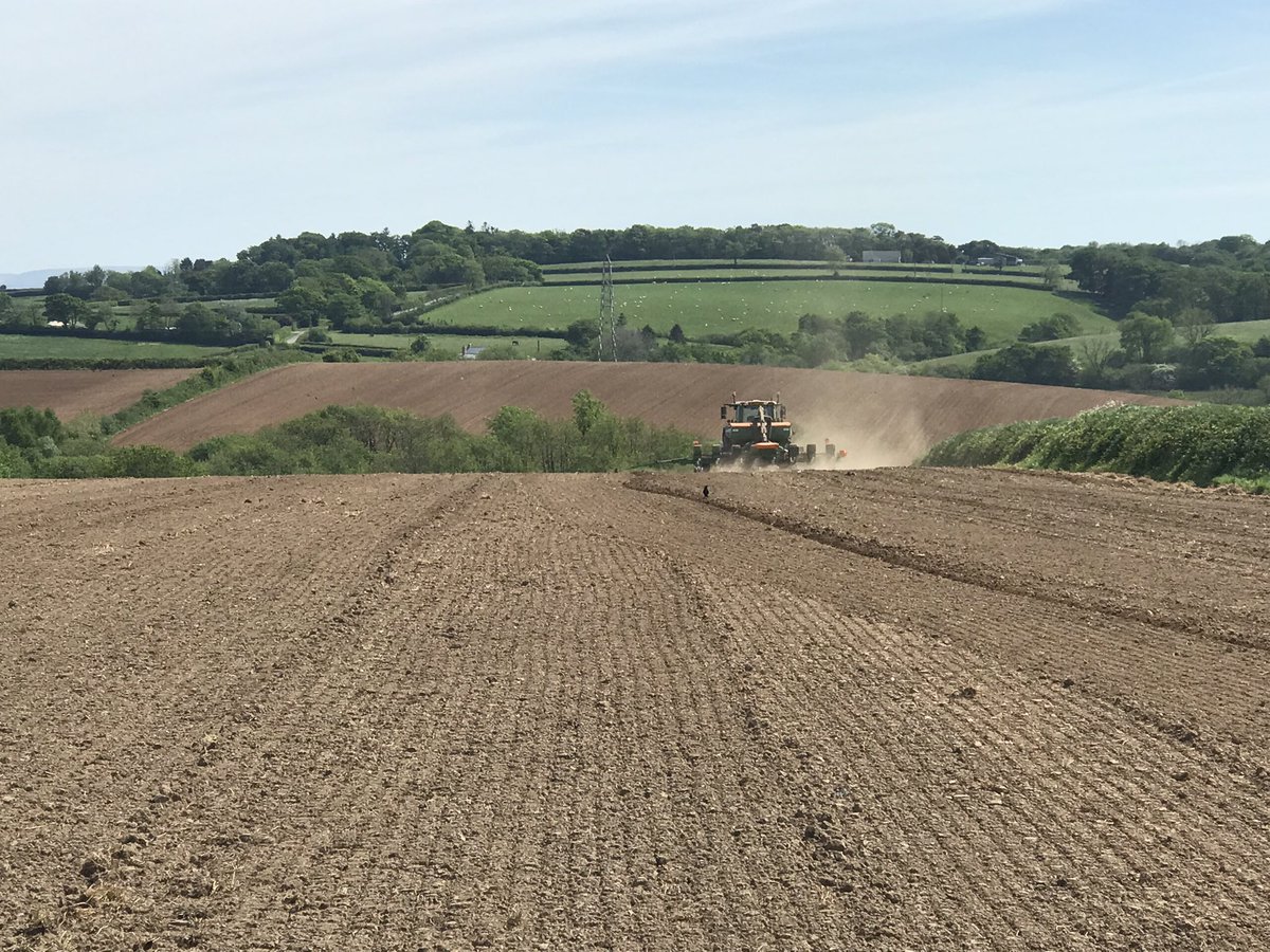 Maize drilling continues here in Torridge, Devon, hopefully tomorrow the last farm trial will be in the ground! #Maize25