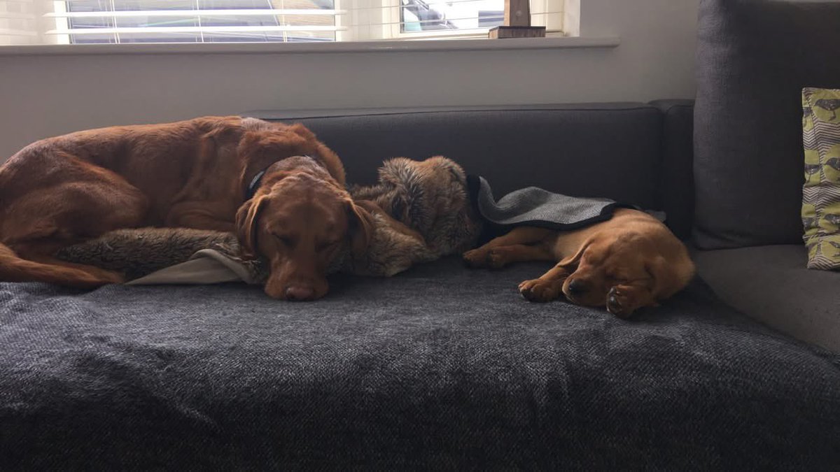 getdexterhome's tweet image. Reminiscing…we miss you Dexter 🧡 #GetDexterHome