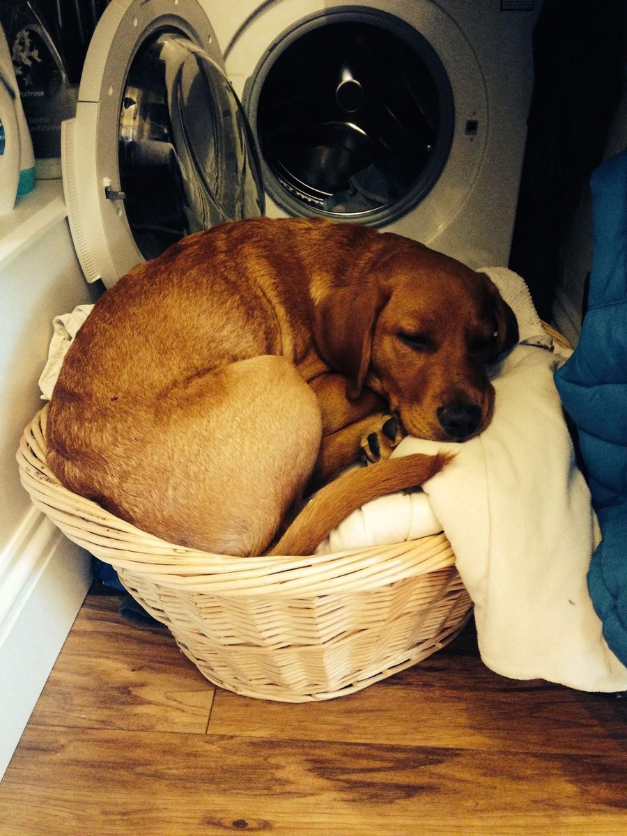 getdexterhome's tweet image. Reminiscing…we miss you Dexter 🧡 #GetDexterHome