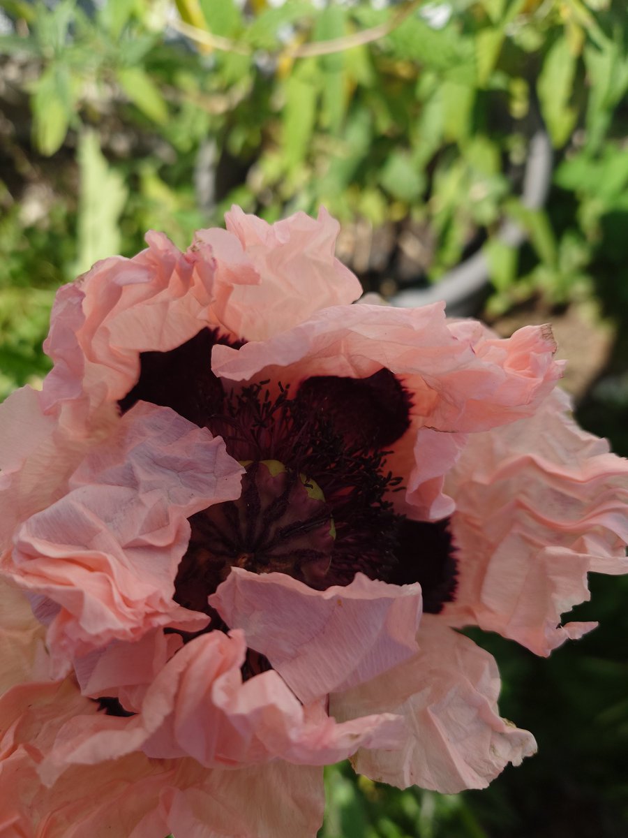 A Poppy, unfurling in my garden. Something glorious in horrid times