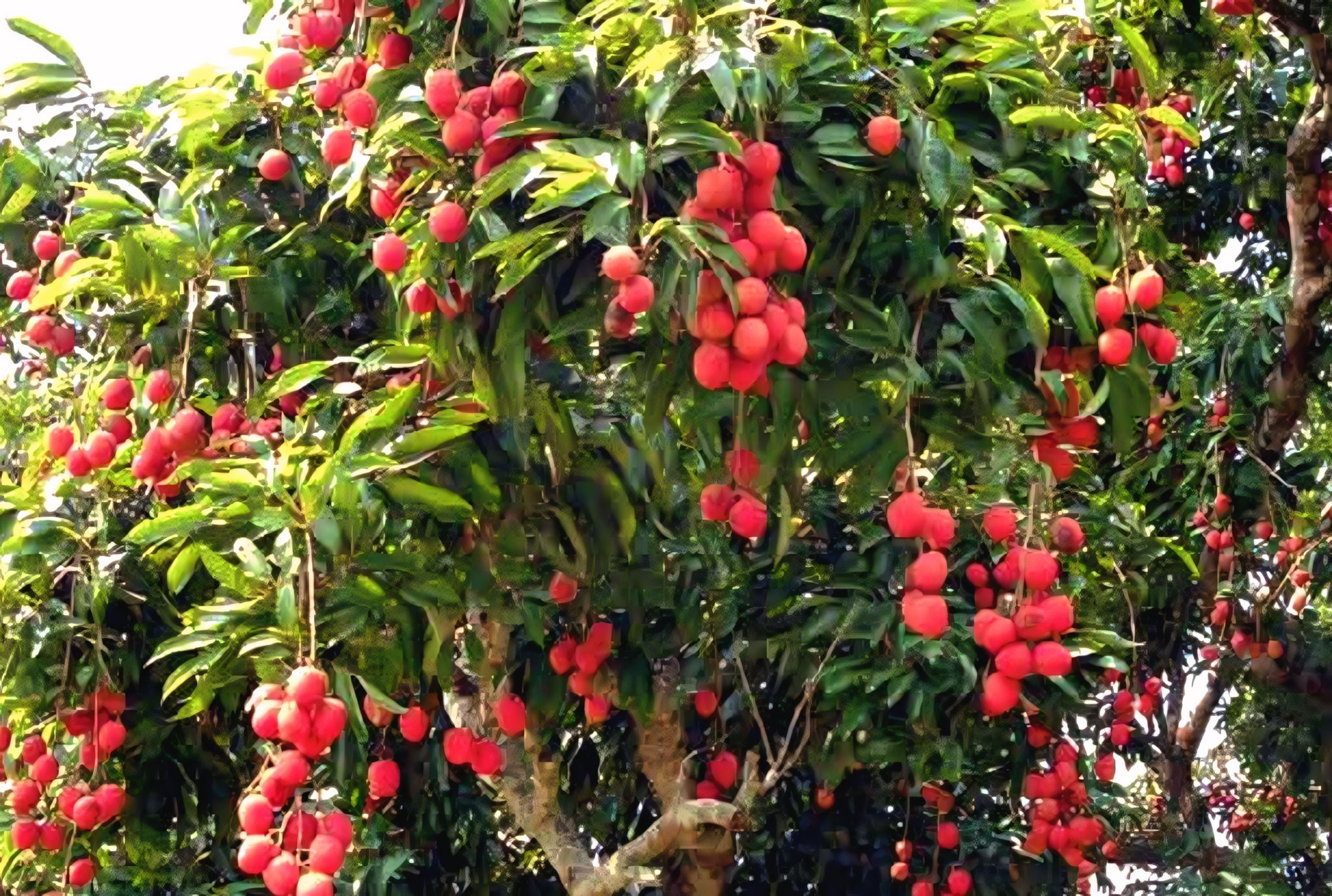 মঙলবাড়িয়া লিচুর প্রেমে পাগল পৃথিবী