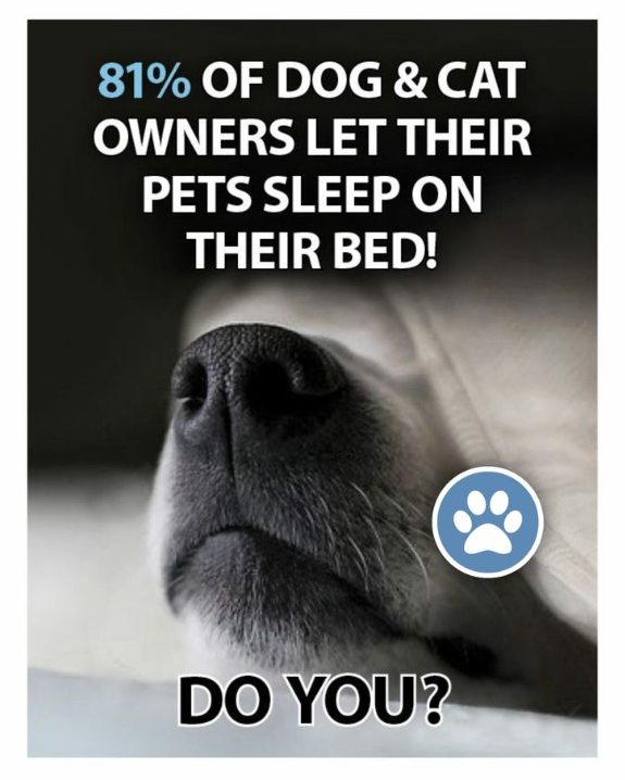 𝕏 Dogs tweet media