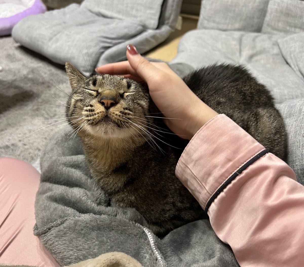 猫の言葉は理解出来ないけど、この子が私のこと大好きなのはわかる。
撫でられてるときにこの顔をするから