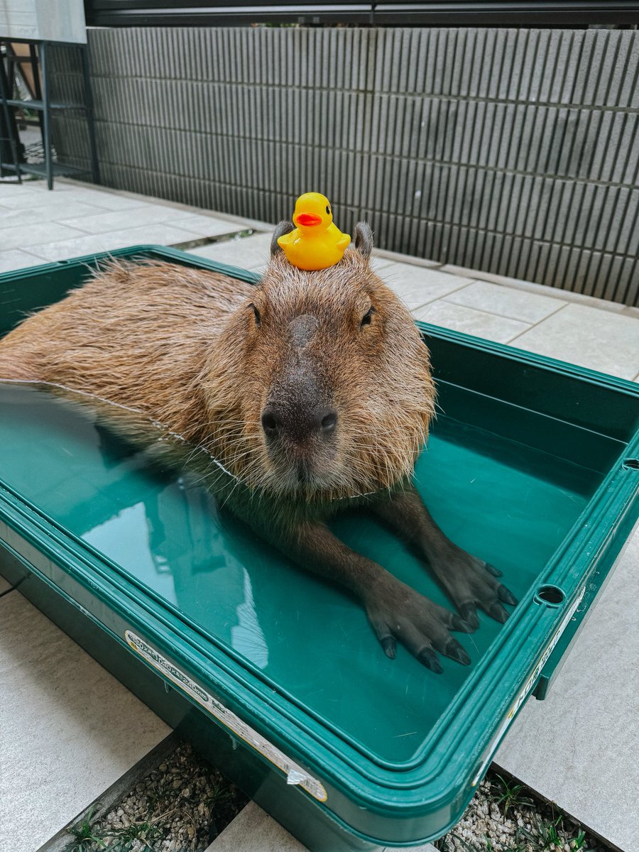 Капибара по имени Тонкатсу передает приветы Хельсинки