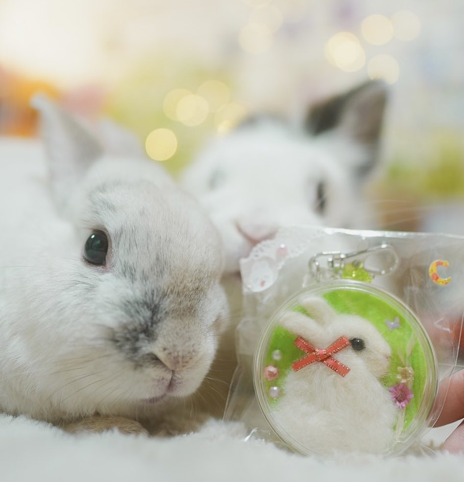 lapuchobimama's tweet image. うふふ♡可愛いね☺️