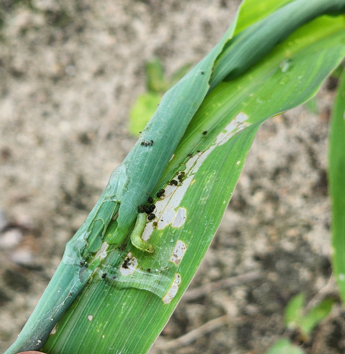 Early infestation of fall army armyworm was seen in Non Bt corn in  Blacksville, SC. For more information on fall armyworm management in corn, check out our blog! blogs.clemson.edu/ipm/